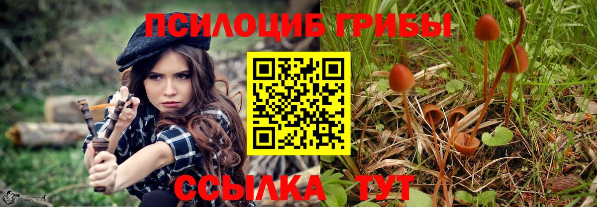 Богданович  Псилоцибиновые грибы Cubensis  Вход с VPN 